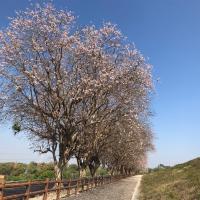 高屏旅遊｜微笑藍皮.烏山頭游湖.香榭大道南洋櫻.濱線「哈瑪星號」列車.東港黑鮪魚季.大鵬灣遊船三日｜大人囝仔