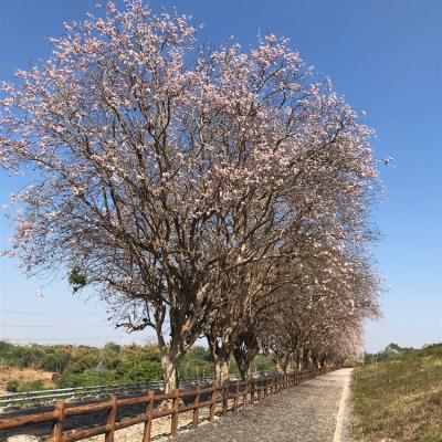 高屏旅遊｜限量折15位｜烏山頭游湖~浪漫南洋櫻.鵬村濕地導覽.大鵬灣遊湖.船上享用迎王飯湯.5星雙福華3日｜大人囝仔