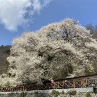 新竹旅遊｜觀霧山莊霧社櫻王.雪霸農場.老爺自助晚餐二日｜中部出發