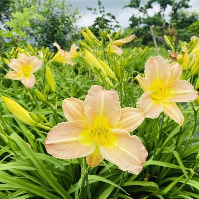 宜花旅遊｜38女王節｜崇德瑩農場．平地金針花．池南森林．花蓮煙波太魯閣．蘇澳雙煙波三日｜大人囝仔