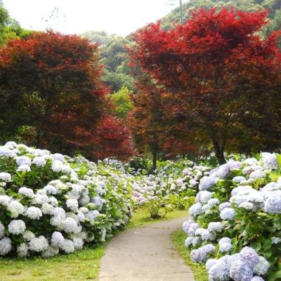 南投旅遊｜杉步五食！杉林溪繡球花季.步道森呼吸‧看山景萌寵園區~鹿芝谷‧山板樵騏雞蛋捲下午茶二日│大人囝仔