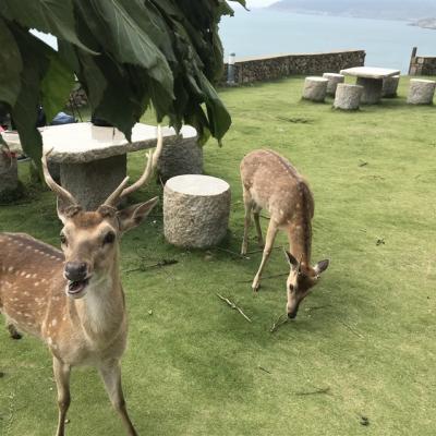 馬祖藍眼淚｜坑道尋淚.南北竿環島.海鮮痛風鍋.大坵鹿島3日(台中出發)