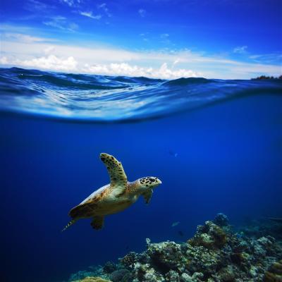 馬爾地夫｜HurawalhiMaldives芙拉瓦麗．5.8海底餐廳．7日