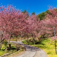 宜蘭旅遊｜武陵農場櫻花季.最高折1千｜河濱櫻花公園.陽明山＆天元宮賞櫻.礁溪老爺酒店三日｜台中出發