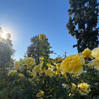 最高省１萬》美西春花開｜最美私人花園、旋轉纜車、大峽谷、優勝美地、洛杉磯、拉斯維加斯、舊金山９日