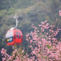 南投旅遊｜2025九族文化村櫻花祭｜獨家賞夜櫻下午茶．日月潭纜車一日｜中部出發