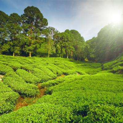 馬來西亞旅遊｜金馬崙英式風情.哈比村童話世界.玻璃屋下午茶.綿羊莊園.大紅花度假村6日