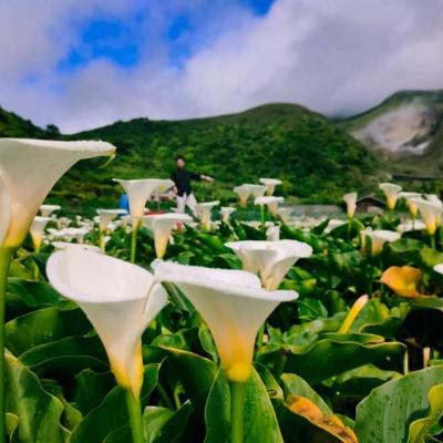 台北旅遊｜初夏雙花賞~陽明山海芋x花博玫瑰展·八大秘境~老梅綠石槽·金山老街1日