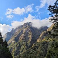 嘉義旅遊｜【阿里山櫻花季】阿里山森林遊樂區春季賞櫻１日｜高雄出發