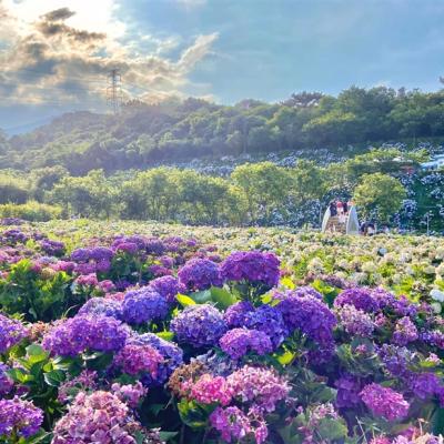 孝親520｜新北旅遊｜季節限定繡球花、水月道場農禪寺、希爾頓自助晚餐、五星板橋凱撒二日遊｜高雄台南出發