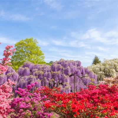 客製｜足利花卉公園.小江戶川越.嚕嚕米公園.迷你小團五日【專屬包車】天天出發※不含機票