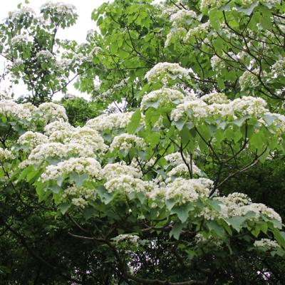 大人囝仔｜苗栗旅遊│台灣客家文化館、好客公園賞桐趣、苑裡老街享美食一日遊│高雄台南嘉義出發