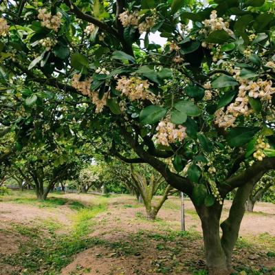 苗栗旅遊｜季節限定.雅聞七里香.葛瑞絲香草田.西湖柚花季.採山藥體驗.在地名店范家宴.苗栗享沐二日