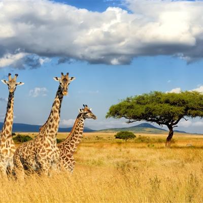 早鳥送熱氣球》肯亞辛巴威尚比亞三國12日│馬賽馬拉瑟林那旅館連泊四晚、世界三大之維多利亞瀑布