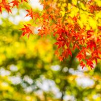 經典北海道旅遊｜紅葉絕景.函館纜車.企鵝遊行.熊牧場.小樽運河.三大螃蟹溫泉五日｜保住四晚溫泉