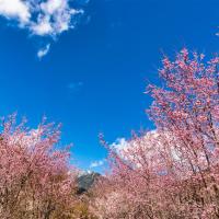 武陵農場櫻花季．宜蘭旅遊｜崙埤櫻花公園.基隆塔.三貂嶺瀑布.黃金溫泉X雙煙波三日｜台中出發