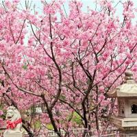 環島旅遊｜湖光水色吉利潭、林美石磐步道、觀音寺日式賞櫻、林口喜來登三日｜高雄出發