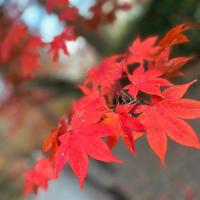 北海道旅遊｜特選紅葉絕景.支笏湖紅葉.函館纜車.海洋公園.企鵝遊行.小樽漫遊.三大螃蟹五日｜保住兩晚溫泉