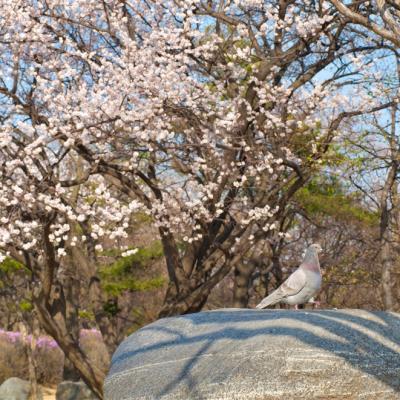 限量搶｜花現釜邱蔚輕鬆逛｜【賞櫻🌸】大邱頭流公園.粉櫻大道🌸～皇龍院.奇岩異石～蔚山大王岩.膠囊列車(兩站購物)五日