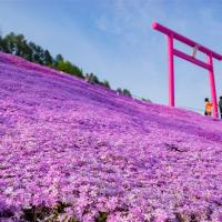 第2人折3000｜北海道｜浪漫芝櫻花海．千年之森．阿寒湖遊船．層雲峽流星瀑布．三大蟹6日【四晚溫泉】【高雄直飛】