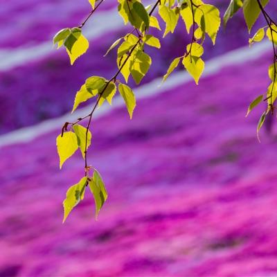 玩樂369北海道旅遊｜保證入住TOMAMU星野渡假村.阿寒鶴雅.粉紅芝櫻.金黃油菜花.白色戀人.三大蟹溫泉五日