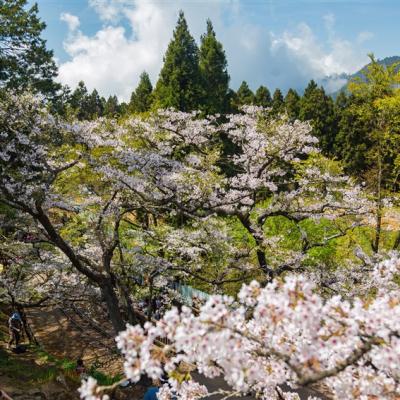 嘉義旅遊｜阿里山櫻花季.虎尾木棉花.庭園林山水.五星耐斯早晚餐二日