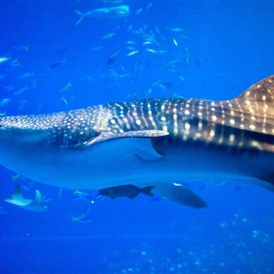 連休出遊｜沖繩旅遊｜美麗海水族館.萬座毛.希臘風情瀨長島.文代王國村~大鼓秀.時尚購物四日｜台中出發