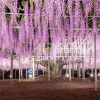 初心遊│關東春櫻三鐵道│足立花卉紫藤．國營常陸海濱粉蝶．渡良瀨溪谷小火車．水上溫泉鄉．Laview特級列車5日