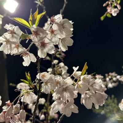 阿里山櫻花季．嘉義｜阿里山森林遊樂區．農場紫藤花．阿里山觀日出．洲際voco酒店三日｜中部出發