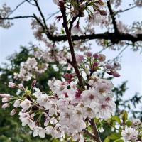 嘉義旅遊｜阿里山櫻花季．特富野古道．園區文山賓館二日｜中部出發