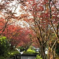 宜蘭旅遊｜太平山紫葉槭春楓、世界級見晴懷古步道、宜蘭煙波連泊三日遊｜高雄台南出發