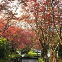 連假折2千｜宜蘭旅遊｜經典三森林~棲蘭明池太平山森呼吸、馬告神木園、鳩之澤泡湯、無自理餐、礁溪長榮四日遊｜高雄台南出發