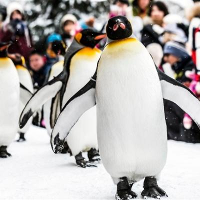 北海道旅遊│夢幻熱氣球、森林精靈露台、青池、旭山動物園、小樽、溫泉美食六日│三晚溫泉