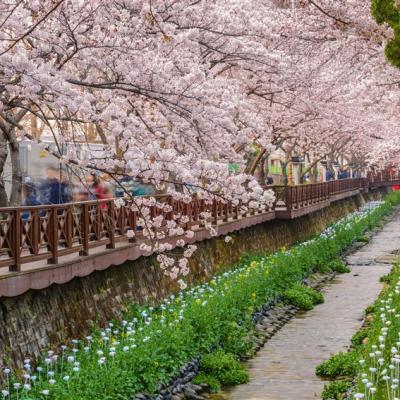 開航限定｜釜山鎮海櫻花｜鎮海櫻花祭.慶和車站.余佐川賞夜櫻.海雲台膠囊列車.精彩樂趣斜坡滑車4日(保肝.彩妝)