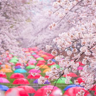 花現釜山鎮海旅遊｜羅曼史橋櫻花.頭流公園夜櫻.仙岩湖櫻花散步路.海雲台列車.西面南浦購物樂(一站購物彩妝)五日