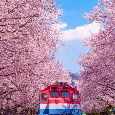 花現櫻花釜山半自助｜一日自由活動.鎮海櫻花祭.余佐川橋.溫泉川櫻花路.帝皇山賞櫻五日(彩妝)