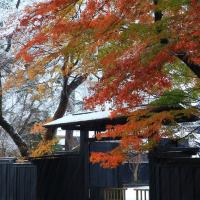 花卷旅遊｜丹楓迎秋~楓染奧入瀨溪．角館．十和田湖遊船．八甲田山纜車．賞楓鐵道．一口麵．採果溫泉五日
