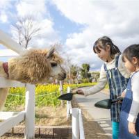 過年折3,000｜京阪神奈.環球影城.神戶動物王國.átoa水族館.奈良小鹿.和服體驗.採果體驗五日｜兩晚五星兩晚環球旁