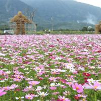 春節折500．花蓮旅遊│慶修院.撒固兒步道.富里春季花海.東大門夜市.新城諾亞方舟三日｜台中出發