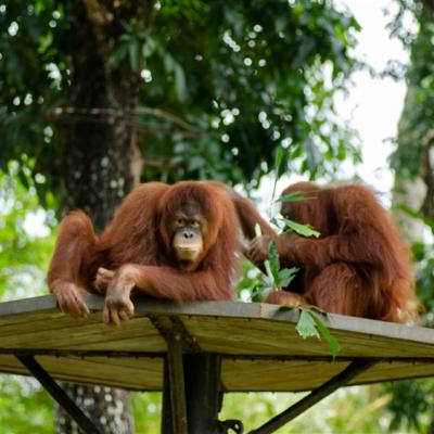 暑假親子.經典瘋沙巴｜野生動物園.海河灣水上暢玩.馬慕迪浮潛.長鼻猴螢河生態五日｜無購物.高雄出發