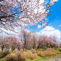 春櫻名所北海道｜函館纜車.尼克斯企鵝.白色戀人.小樽風情.三大蟹吃到飽.三晚溫泉.六日｜【高雄直飛】