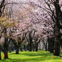 春櫻北海道｜函館纜車.登別櫻花隧道.春櫻五稜郭公園.尼克斯企鵝.小樽漫遊.三大蟹暢食.保住二晚溫泉.五日｜【高雄直飛】