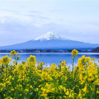 省最大東京促銷｜全程無自理餐～河口湖富士山.輕井澤.伊香保.小諸城址.川越古街.淺草寺.和牛美食.溫泉雙湯五日