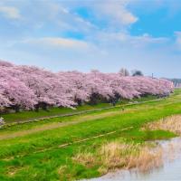 客製｜東北追櫻~舞鶴山公園.北上展勝地.猊鼻溪乘舟.藏王狐狸村.天童溫泉.特色美食迷你小團5日【專屬包車】※不含機票