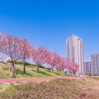 東京旅遊｜春櫻｜三晚溫泉｜賞櫻名所～小田原城.新倉山公園.身延山纜車.大室山纜車.三島吊橋.国産牛涮涮鍋六日｜高雄來回