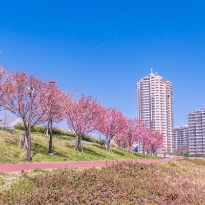 東京旅遊｜春櫻｜三晚溫泉｜賞櫻名所～小田原城.新倉山公園.身延山纜車.大室山纜車.三島吊橋.国産牛涮涮鍋六日｜高雄來回