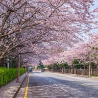 賞櫻預購折2000｜釜山鎮海｜鎮海春櫻絕美仙境·櫻花隧道～海雲台迎月·海雲台海岸列車賞櫻·(一站購物彩妝)五日