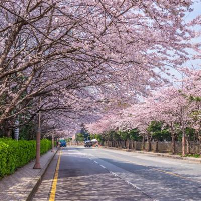 賞櫻預購折2000｜釜山旅遊｜鎮海春櫻絕美仙境·櫻花隧道～海雲台迎月·膠囊列車賞櫻·(一站購物彩妝)五日