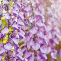 一起揪吧北海道｜浪漫紫藤花.芝櫻花海.金黃油菜花田.花園周遊列車.函館纜車.熊牧場.浪漫小樽.三大蟹溫泉五日