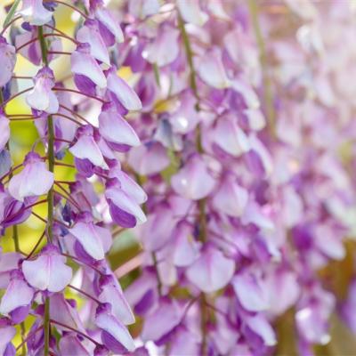 一起揪吧北海道｜浪漫紫藤花.芝櫻花海.金黃油菜花田.花園周遊列車.函館纜車.熊牧場.騎馬體驗.小樽運河.三大蟹溫泉六日